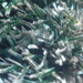 Square