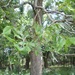 Square