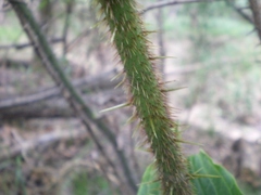 Small