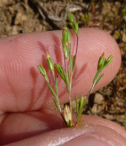 Tiny Pygmydaisy Pentachaeta Alsinoides Inaturalist