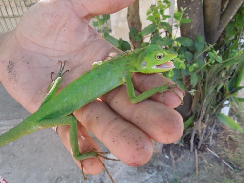 Reptiles of the Philippines's Check List · iNaturalist.org