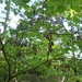 Square