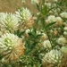Square