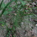 Square