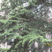 Square