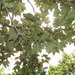 Square