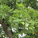 Square