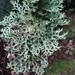 Pseudocyphellaria faveolata - Photo (c) Mark Crompton, all rights reserved, uploaded by Mark Crompton