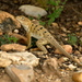 Reticulate Collared Lizard - Photo (c) Lou Hamby, all rights reserved, uploaded by Lou Hamby
