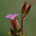 Geranium purpureum - Photo (c) Tig, todos los derechos reservados
