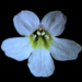Ourisia macrophylla - Photo (c) Phil Garnock-Jones, όλα τα δικαιώματα διατηρούνται, uploaded by Phil Garnock-Jones
