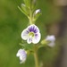 Thyme-leaved Speedwell - Photo (c) philg-j, all rights reserved, uploaded by Phil Garnock-Jones