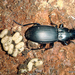 Plocamostethus planiusculus - Photo (c) Phil Bendle, όλα τα δικαιώματα διατηρούνται, uploaded by Phil Bendle