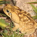 Giant Toad - Photo (c) swheads, all rights reserved, uploaded by Sam W. Heads