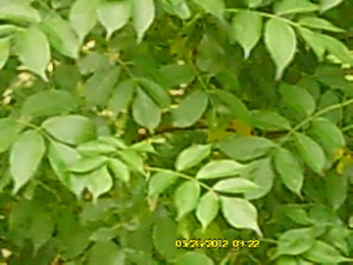 Medium