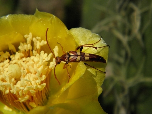 Strangalia strigosa · iNaturalist
