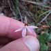 Caladenia variegata - Photo (c) Nick Saville, all rights reserved, uploaded by Nick Saville