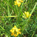 Birdsfoot trefoil - Photo (c) christyc, all rights reserved