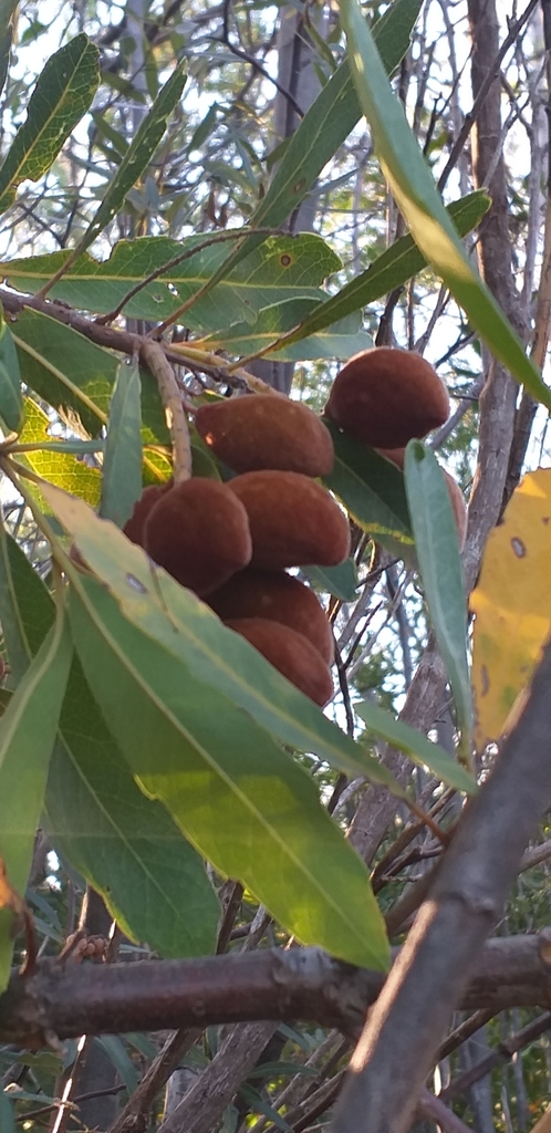 Wild Almond From Helderberg Nature Reserve Cape Town South