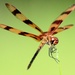 Halloween Pennant - Photo (c) lynne mathison, all rights reserved