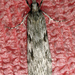 Scoparia halopis - Photo (c) Phil Bendle, all rights reserved, uploaded by Phil Bendle
