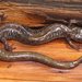 Salamandra de Las Montañas Jemez - Photo (c) J. N. Stuart, todos los derechos reservados, uploaded by J. N. Stuart