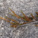 Dracophyllum densum - Photo (c) Melissa Hutchison, all rights reserved, uploaded by Melissa Hutchison