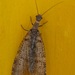New Zealand Dobsonfly - Photo (c) barred_looper, all rights reserved, uploaded by Marcus Provis
