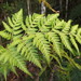 Leatherleaf Fern - Photo (c) melissa_hutchison, all rights reserved, uploaded by Melissa Hutchison
