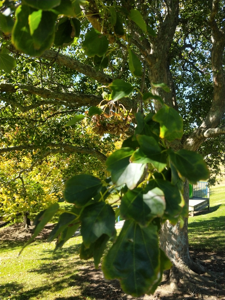 Dicots From Sandringham Auckland New Zealand On May At