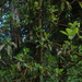 Square