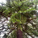 Square