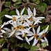 Olearia quinquevulnera - Photo (c) chrismorse, todos los derechos reservados