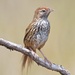 South Island Fernbird - Photo (c) chrismorse, all rights reserved