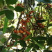 Hedycarya arborea - Photo (c) Melissa Hutchison, todos los derechos reservados, uploaded by Melissa Hutchison