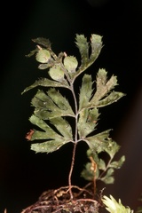 Hymenophyllum revolutum - Photo (c) chrismorse, all rights reserved