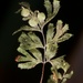 Hymenophyllum revolutum - Photo (c) chrismorse, todos los derechos reservados