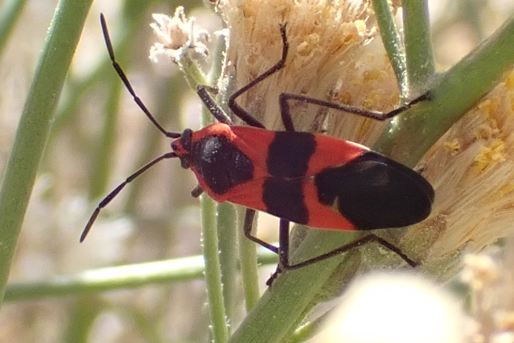 Large Milkweed Bug From South Mountain Village Phoenix AZ USA On May