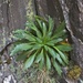 Pachycladon fastigiatum - Photo (c) chrismorse, todos los derechos reservados