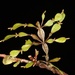 Santalaceae - Photo (c) chrismorse, כל הזכויות שמורות