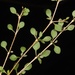 Coprosma virescens - Photo (c) chrismorse, todos los derechos reservados
