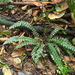 Blechnum membranaceum - Photo (c) David Lyttle, all rights reserved, uploaded by David Lyttle