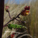 Scrophularia scorodonia - Photo (c) Tig, todos los derechos reservados