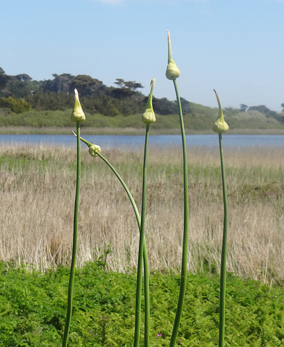 Babington S Leek Variety Allium Ampeloprasum Babingtonii Inaturalist