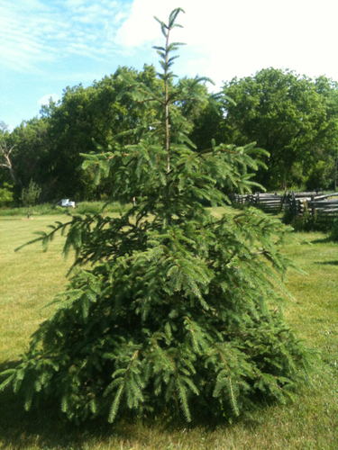 Medium
