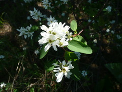 Small