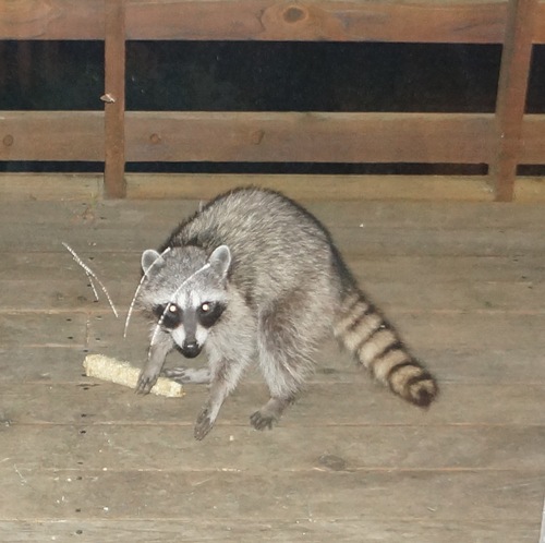 Medium