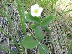Small