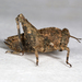 Sierra Pygmy Grasshopper - Photo (c) Gary McDonald, all rights reserved, uploaded by Gary McDonald