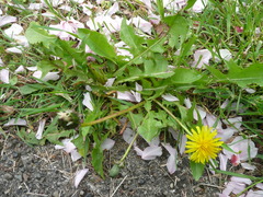 Small